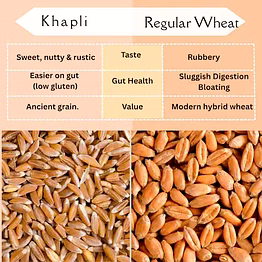 premium khapli wheat (emmer wheat) – bulk supply | organic ancient grain supplier from india