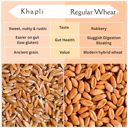 Khapli Wheat-1063065-baa9e94f