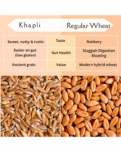 Premium Khapli Wheat (Emmer Wheat) – Bulk Supply | Organic Ancient Grain Supplier from India-1063065-baa9e94f