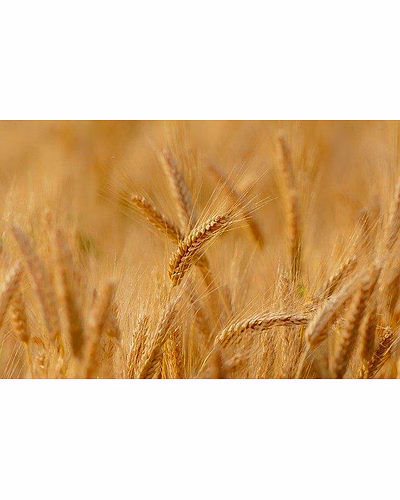 Premium Khapli Wheat (Emmer Wheat) – Bulk Supply | Organic Ancient Grain Supplier from India-5