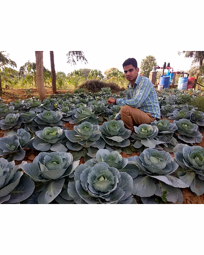 Fresh Organic Cabbage – Bulk Supply | Farm Fresh Green Cabbage Supplier from India-3