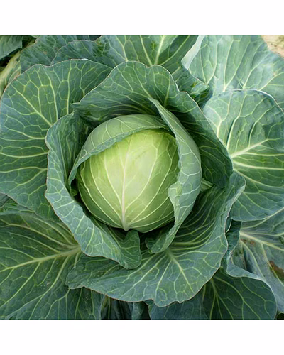 Fresh Organic Cabbage – Bulk Supply | Farm Fresh Green Cabbage Supplier from India-4