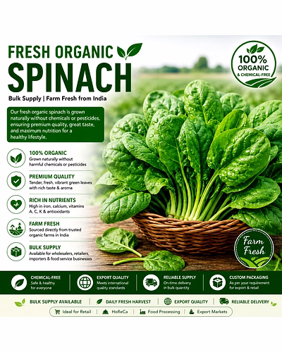 Fresh Organic Spinach – Bulk Supply | Farm Fresh Green Spinach Supplier from Ind-3