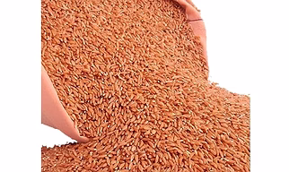 Premium Khapli Wheat (Emmer Wheat) – Bulk Supply | Organic Ancient Grain Supplier from India