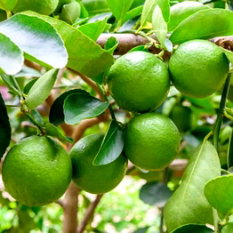 fresh indian lemon