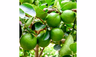 Fresh Indian Lemon