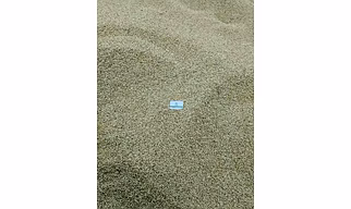 Coriander seeds