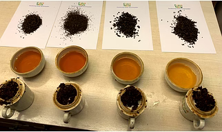 Orthodox Black Tea