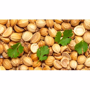 Coriander (Dhaniya)