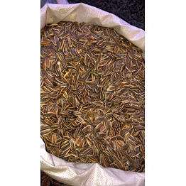 seeds for farming