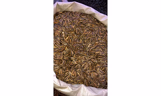 Seeds for Farming