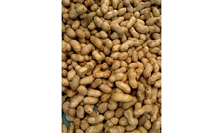 Groundnuts