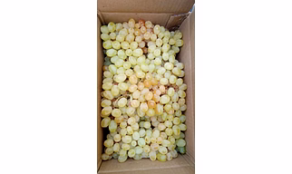 Grapes
