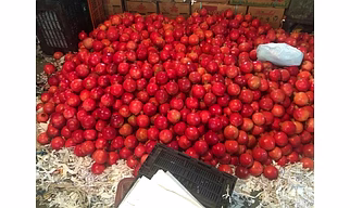 Pomegranate