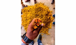 Turmeric Fingers Nizam Grade