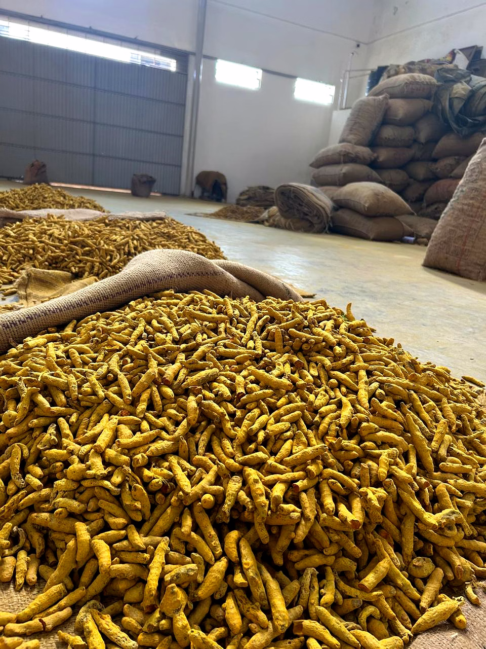 Turmeric Fingers FAQ Grade image 1