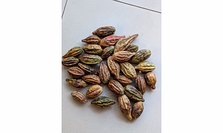 Hirda-haritaki-terminalia chebula