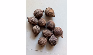 Behda-baheda-Terminalia bellirica