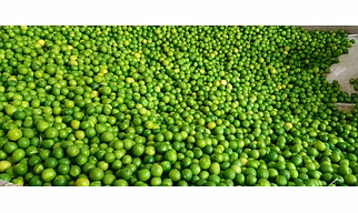 Fresh Lemon
