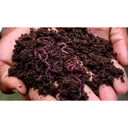 vermicompost