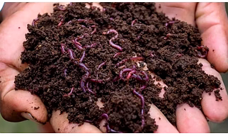 Vermicompost