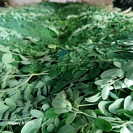 fresh moringa leaves