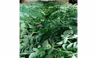 Fresh Moringa leaves