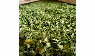 Dried Moringa leaves