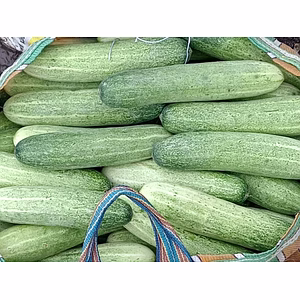 CUCUMBER