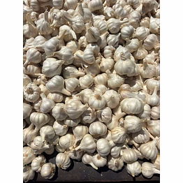fresh garlic