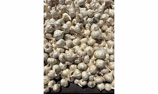 Fresh garlic