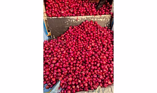 Red onion