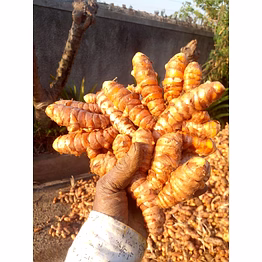 turmeric