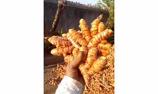 TURMERIC