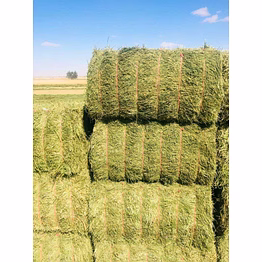 Alfalfa hay bales