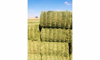 Alfalfa hay bales