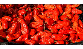 Bhut Jolokia (Ghost Pepper / King Chilli)