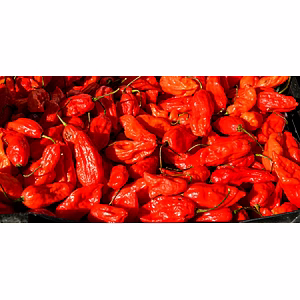 Bhut Jolokia (Ghost Pepper / King Chilli)
