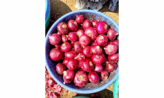 Red Onion