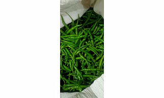 Green Chilli