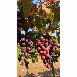 fresh red seedless grapes