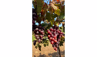Fresh Red Seedless Grapes
