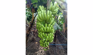 Fresh Bananas