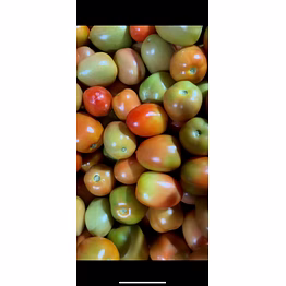 fresh tomatoes