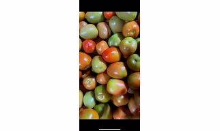 Fresh Tomatoes