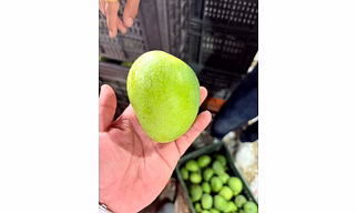 Alphonso (Hapus)  mango