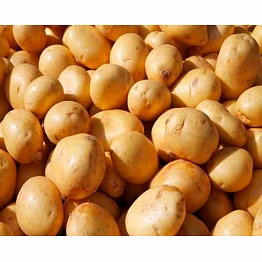 potato