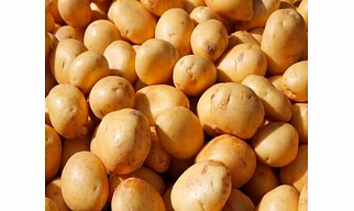POTATO
