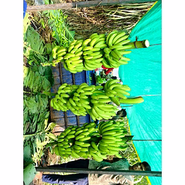 g9 freh green cavendish banana 0% chilling