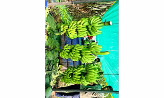 G9 FREH GREEN CAVENDISH BANANA 0% CHILLING